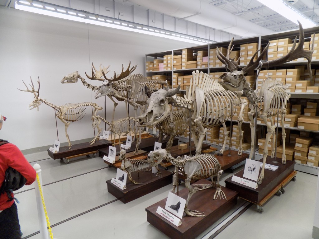 Seals, wapiti deer, and bison are some of the skeletons on display here.  Photo: James Morgan