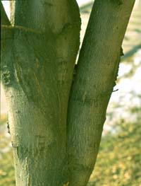 Codominant leader with included bark = poor form and potential hazard. Photo: Gary R. Johnson, Univ. of Minnesota Extension