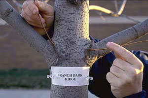This branch bark ridge indicates strong branch attachment. Photo: Gary R. Johnson, Univ. of Minnesota Extension