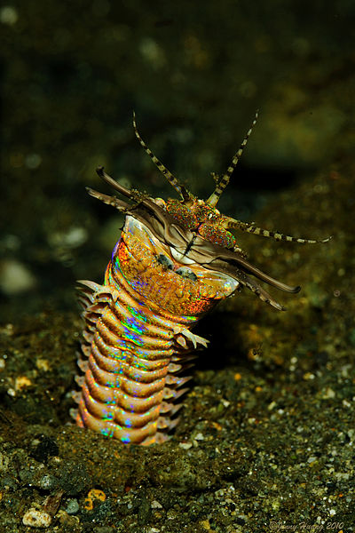 The flashy Eunice aphroditois, a.k.a. the Bobbitt worm, can reach 10 feet in length and has the pleasant habbit of slicing prey in half. Plus, of course, there's the whole lethal toxin thing. Photo: Jenny, Creative Commons, some rights reserved