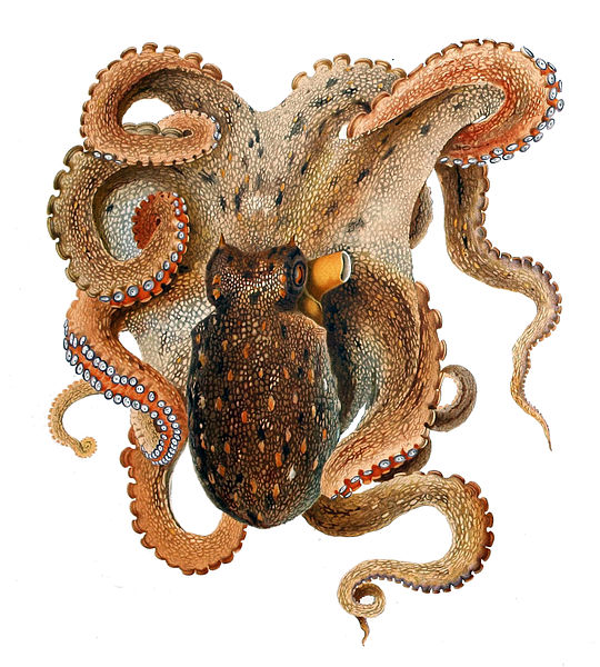 The common octopus, uncommon in too many ways to count. Illustration: Comingio Merculiano, public domain