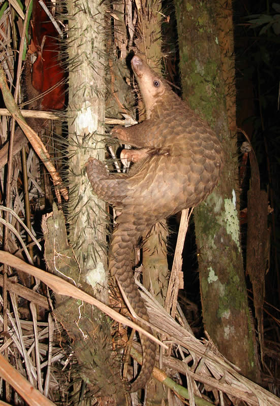 The pangolin: "if you got an aardvark to mate with a globe artichoke." Photo: Piekfrosch, Creative Commons, some rights reserved
