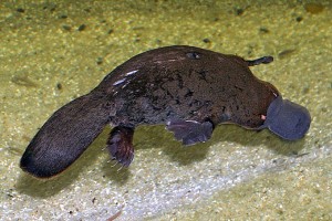 Exhibit A: the platypus--an adorable, egg-laying muskrat-duck combo clearly made from leftover parts. Photo: Stefan Kraft, Creative Commons, some rights reserved