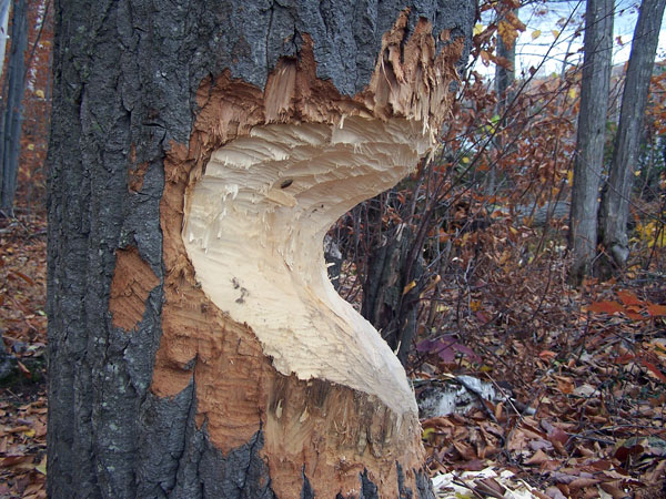 There's evidence of "bark eaters" (beavers) along the shore of 13th lake in North River. Archive Photo of the Day: Mary Abramson