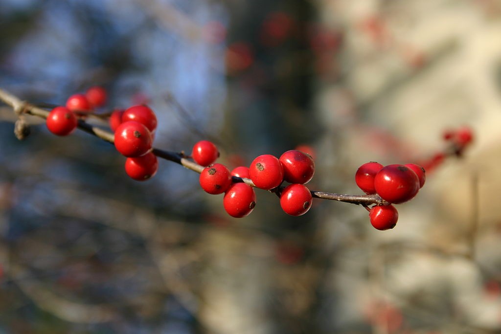 Winterberry, a native deciduous holly bush has red berries through to spring. Photo: SB Johnny, Creative Commons, some rights reserved