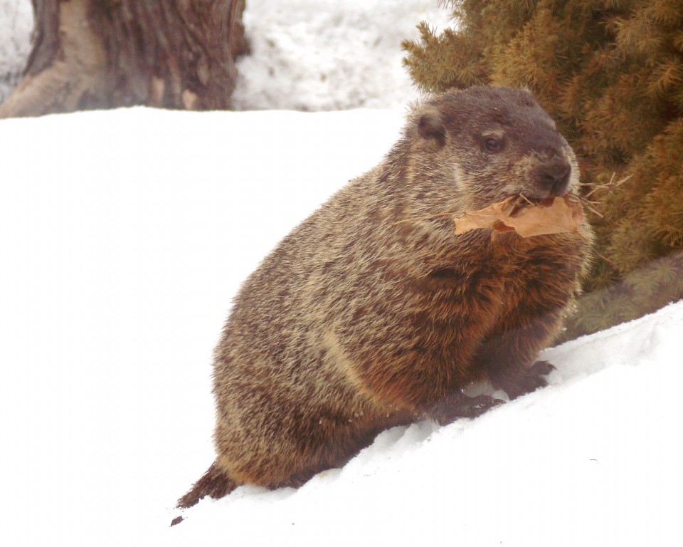 Groundhog emerging from hibernation in February to do a little burrow maintenance. Photo: Ladycamera, Creative Commons, some rights reserved 