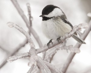 Chickadees go hungry when ice covers their food supply. Photo: Mike Tidd, Creative Commons, some rights reserved