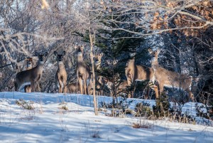 Deer may have to choose between struggling through deep snow and finding food. Photo: FOHRA, Creative Commons, some rights reserved