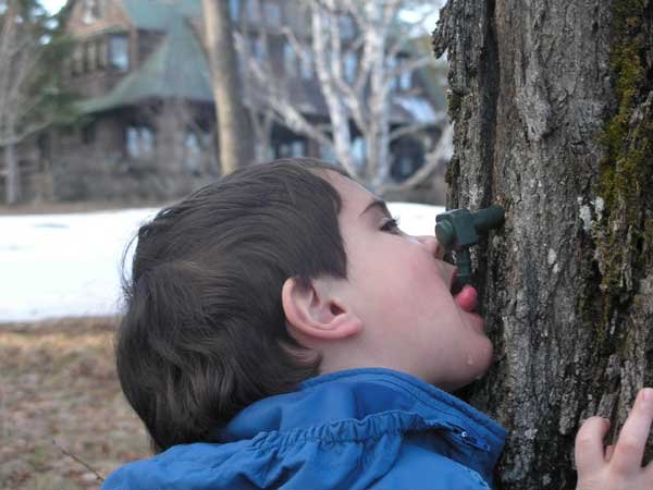 Jackson, age 3, samples maple sap from the tap in Blue Mountain Lake.  Archive Photo of the Day March 19, 2010: Jamie Nile Strader