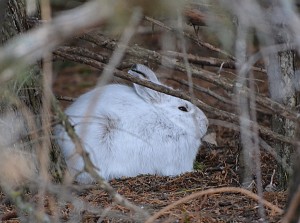 A snowshoe hare's nifty camo does little good in the thaw. Photo: ND Parks and Recreation Dept., Creative Commons, some rights reserved