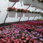 in the greenhouse
