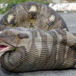 python-burmese