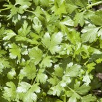Cilantro Herb Leaves