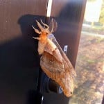 mothpic2