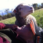 bill&sheep9-12-022a