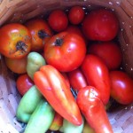 tomatoes8-12 003