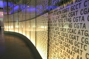Naturally-occurring genes are now also part of the Creative Commons. A DNA sequence at the Science Museum in London. Photo: John Goode, Creative Commons, some rights reserved.