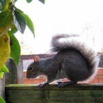 squirrelonwall