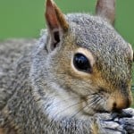 squirrelportrait