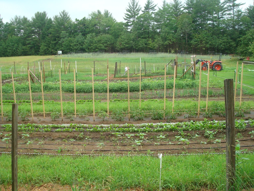 View of the vegetable garden at end of June. Photo: Harold Shippee
