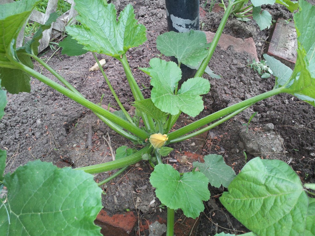 Zucchini is blossoming (lock your car doors). Photo: James Rudd