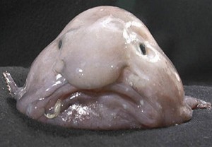 The blobfish: world's ugliest animal? Photo: NOAA
