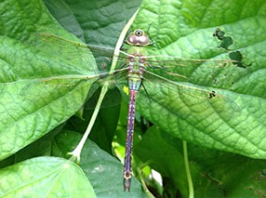 A dragonfly on the pole beans. Photo: Louise Scarlett