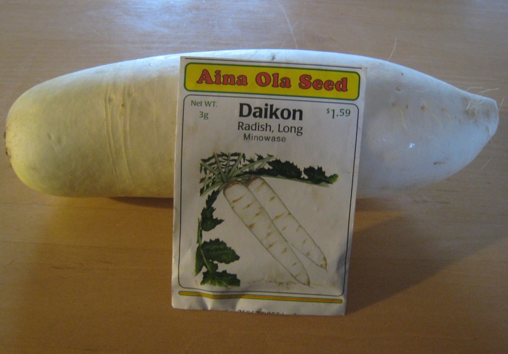 Store-bought daikon awaits pickling. Packet of seeds awaits planting. (photo: Lucy Martin)
