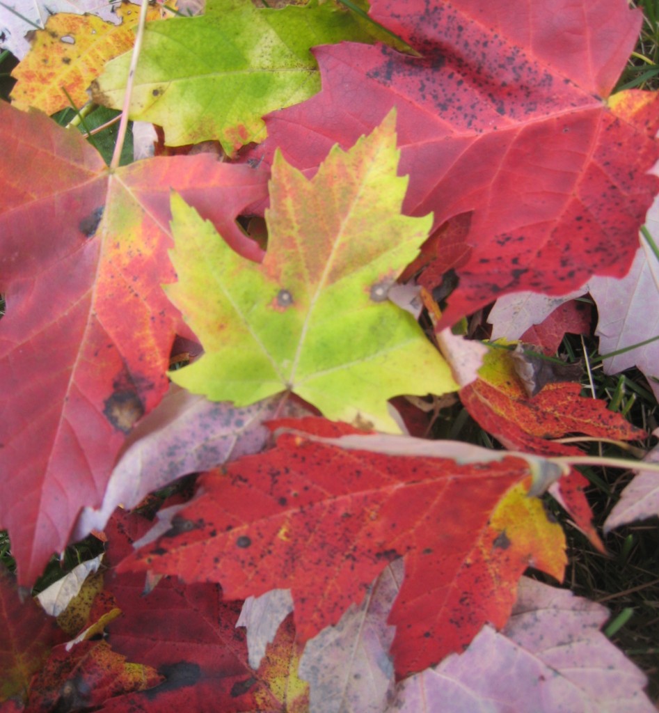Fall colors - a pleasure of the season. (photo: Lucy Martin)