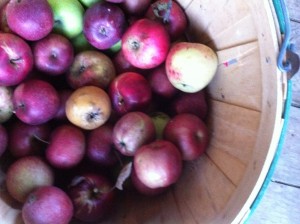 Assorted apples picked from trees started from seed and planted in Chestertown by Bill Knoble. 