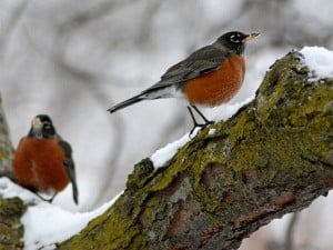 Robins toughing out the winter in Wisconsin. Photo: Jonathan Bloy, Creative Commons, some rights reserved