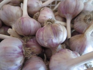 These small bulbs can be used as regular garlic or planted out one more time to size up bigger. Photo: Lucy Martin