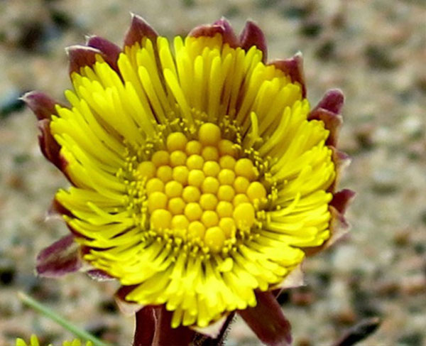 Coltsfoot in bloom. Archive Photo of the Day: Butch Bramhall, Croghan, NY