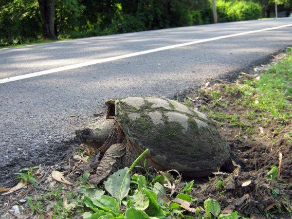 Snapping turtle laying eggs on Glenwood Avenue in Queensbury. Archive Photo of the Day: Stuart Delman, Chestertown, NY