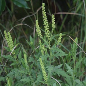 But it's quiet cousin ragweed that does all the mischief. Photo: Krzysztof Ziarnek Kenraiz, Creative Commons, some rights reserved