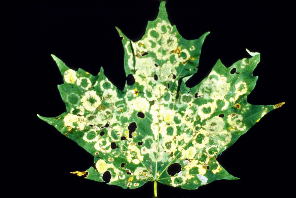 Damage from maple leafcutter larvae (Paraclemensia acerifoliella). Photo: E. Bradford Walker, Creative Commons, some rights reserved