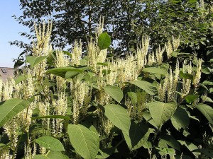 Japanese knotweed is an aggressive invasive, but when young makes a passable rhubarb substitute and it may even yield a cancer treatment. Respect. Photo: MdE, Creative Commons, some rights reserved