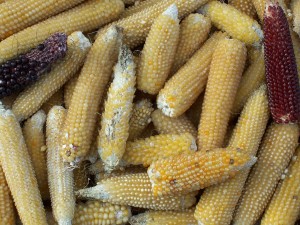 Popcorn on the cob. Popcorn needs a thick seed coat to trap steam and must have a low moisture content (13-14% is ideal). Photo: Royalbroil, Creative Commons, some rights reserved 