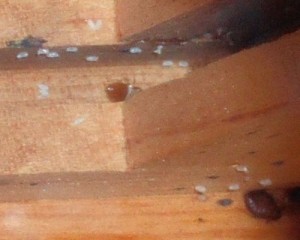 A cluster of bed bug eggs and two adult bed bugs, from inside a dresser. Photo: KDS444, Creative Commons, some rights reserved
