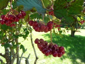 Highbush cranberry? Not a cranberry. Photo: librarykyle, Creative Commons, some rights reserved
