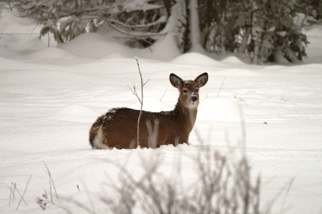 Deer in deep snow. Photo: LassenNPS, Cretive Commons, some rights reserved