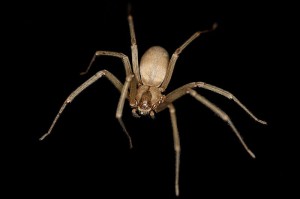 The sometimes deadly brown recluse is not native to New York, but a few hitchhike their way here in vehicles or shipments each year. Photo: Rosa Pineda Creative Commons, some rights reserved
