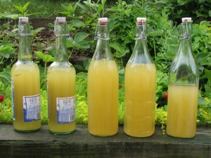 Dandelion wine gets mixed reviews. Photo: peppergrass, Creative Commons, some rights reserved