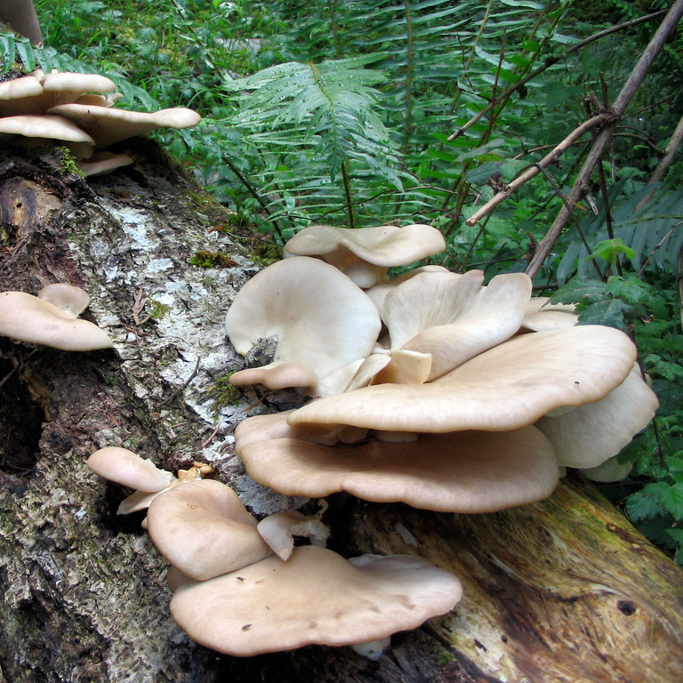 Wild oyster mushrooms growing on a decaying log. Photo: Jeanette S., Creative Commons, some rights reserved