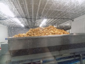 Fresh, kettle-cooked potato chips at the Covered Bridge chip factory.  Photo by James Morgan