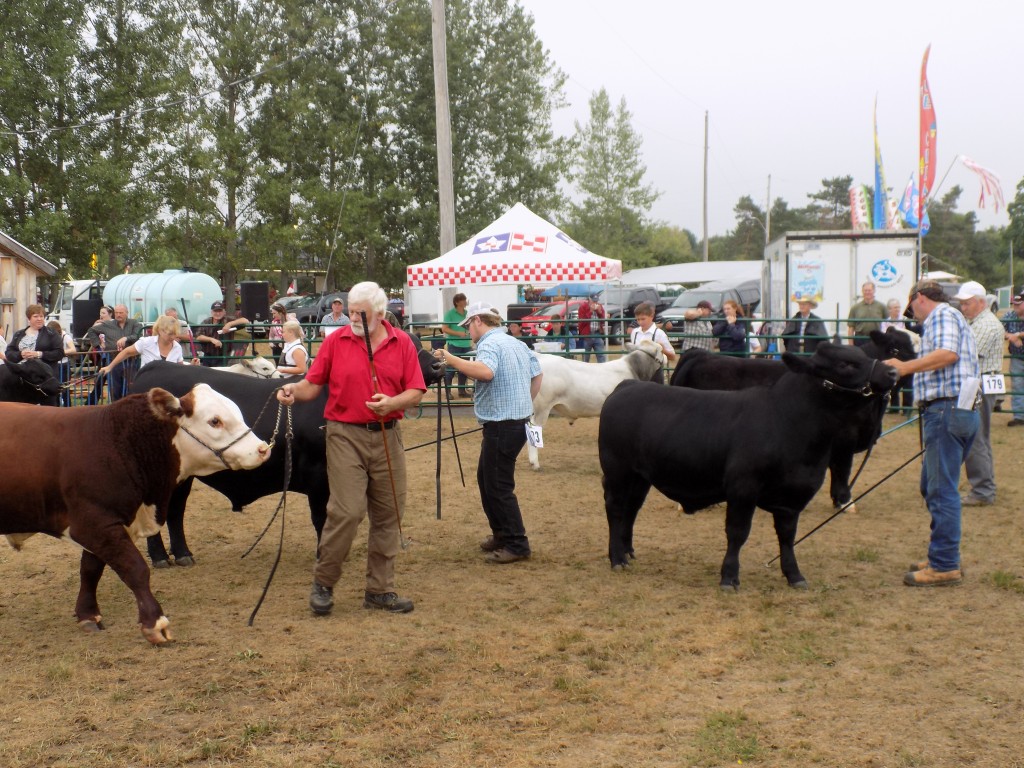 Local farmers showing their bulls at the Merrickville Fair.  It may seem odd to urban people, but it's serious business to the contestants, and there's no bull about it!  Photo by James Morgan