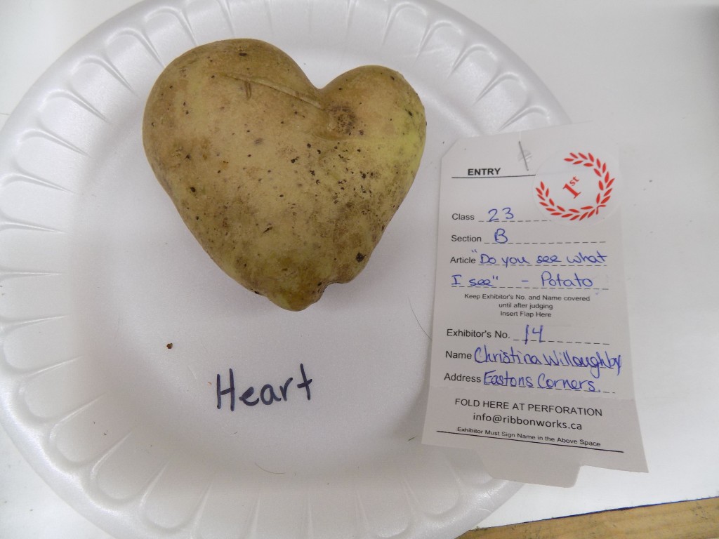 The spud of love.  This first prize-winning heart-shaped potato really stood out among the various vegetables, baked goods, and flowers, and sewing that had been entered in competitions.  Photo by James Morgan