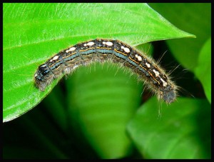Drought and this guy, the forest tent caterpillar, have been stressing the maples out. Photo: Greg Hume, Creative Commons, some rights reserved