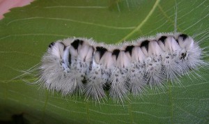 Hickory tussuck caterpillar. Photo: The Tooth Fairy, Creative Commons, some rights reserved