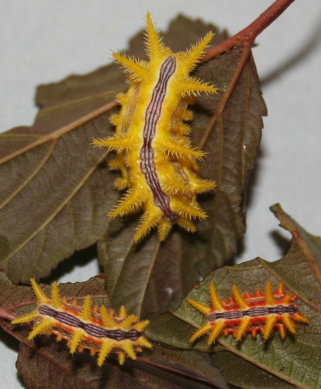 Stinging rose caterpillar. Photo: Megan McCarty, Creative Commons, some rights reserved